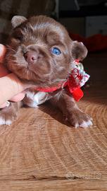 Chihuahua maschietto