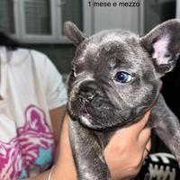 Maschietto di bulldog francese 3 mesi e mezzo