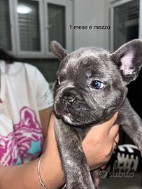 Maschietto di bulldog francese 3 mesi e mezzo