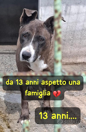 ROSY 13 ANNI taglia media grande
