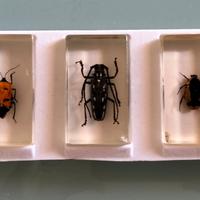 insetti in resina 