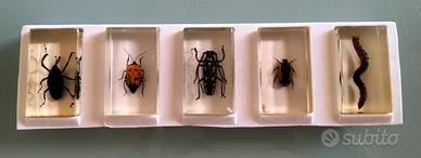insetti in resina 
