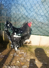 Gallo brahma picchiettato