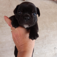Buldog francese