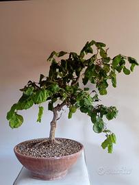 Nocciolo contorto prebonsai