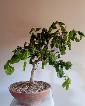 Nocciolo contorto prebonsai