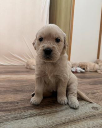 Golden Retriever