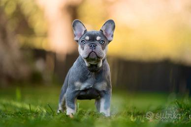 Cucciolo bulldog francese