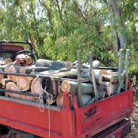 legna da ardere eucaliptus
