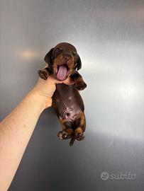 Bassotto CIOCCOLATO Kaninchen/Nano PEDIGREE ENCI