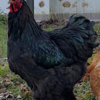 Gallo Brahma