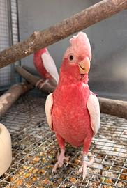 Femmina cacatua roseicapilla
