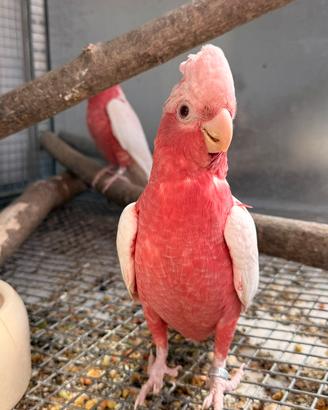 Femmina cacatua roseicapilla