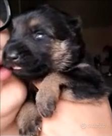 Cuccioli pastore tedesco mantello grigione/classic