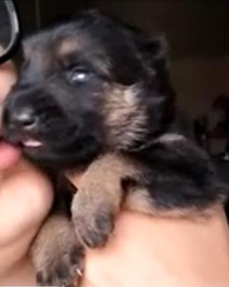 Cuccioli pastore tedesco mantello grigione/classic
