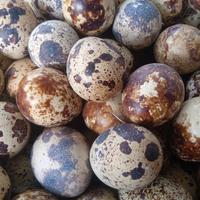 Disponibilità uova di quaglia