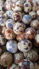 Disponibilità uova di quaglia