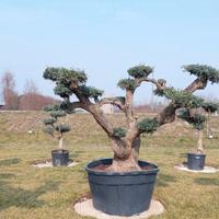 piante ulivi e frutti 