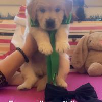 Cuccioli di Golden linea inglese