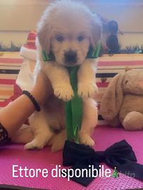 Cuccioli di Golden linea inglese