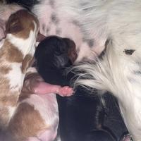 Cavalier King