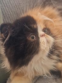 Cucciola Gatta persiana