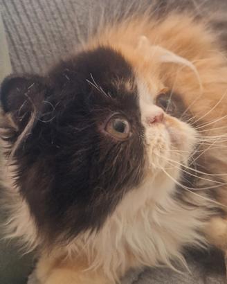Cucciola Gatta persiana