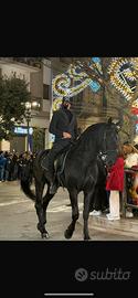 Cavallo Murgese