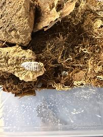 Isopodi Dalmatian