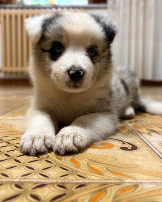 Cuccioli Border Collie