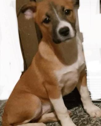 Cuccioli di cane