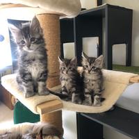 Cucciole Maine Coon