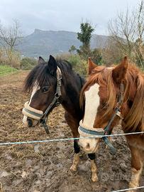 2 Gallese Pony