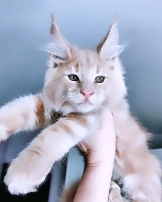 Maine coon