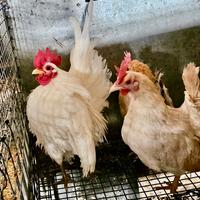 Serama Malese originale