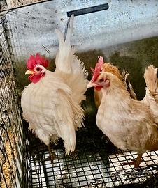 Serama Malese originale