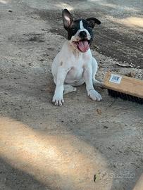 Cucciola staffy ultima