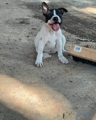 Cucciola staffy ultima