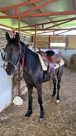 Cavalla trottatrice