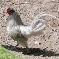 Pulcinotti Araucana inglese