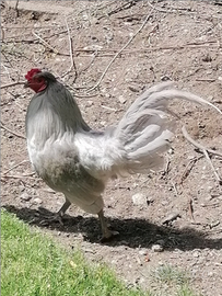 Pulcinotti Araucana inglese