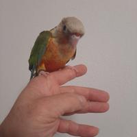 Conuri guancia verde allevati a mano