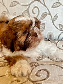 Cucciolo Shitzu maschio (Furbo Shih Tzu)