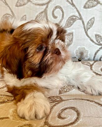 Cucciolo Shitzu maschio (Furbo)