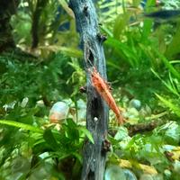 Caridine red cherry e Wild- nate e allevate da me