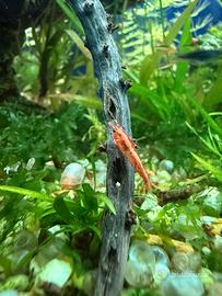 Caridine red cherry e Wild- nate e allevate da me