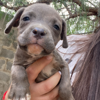 Cuccioli Amstaff x Pitbull
