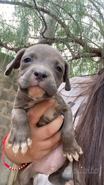 Cuccioli Amstaff x Pitbull