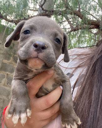 Cuccioli Amstaff x Pitbull