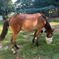 Puledro quorter e appalosa